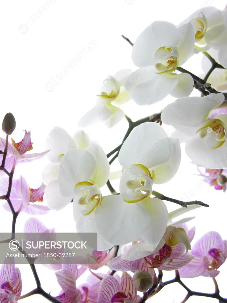Cymbidium, Orchid