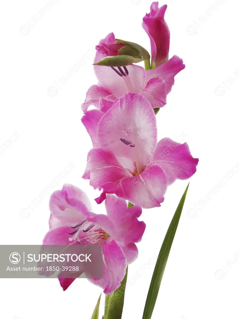 Gladiolus, Gladiolus