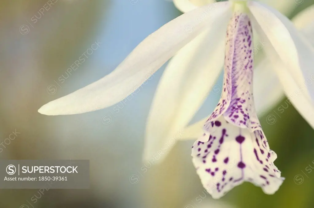 Laelia cattleya, Orchid