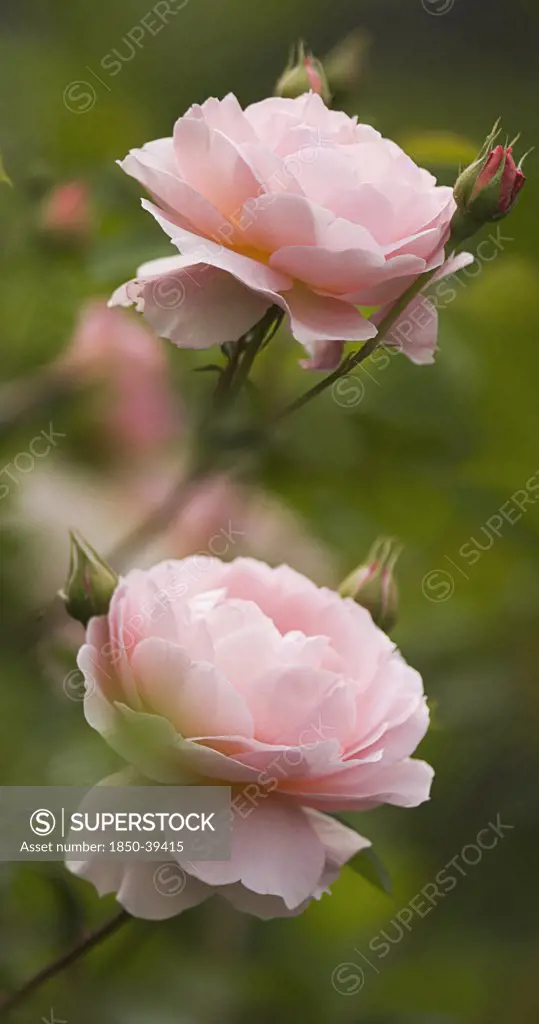 Rosa 'Heritage', Rose