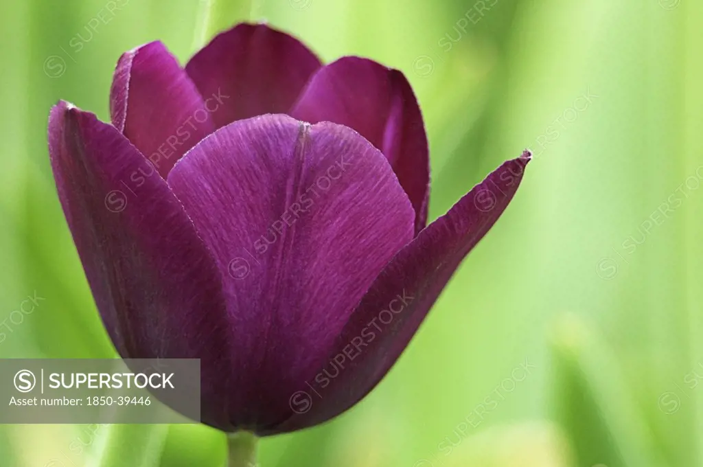 Tulipa 'Negrita', Tulip