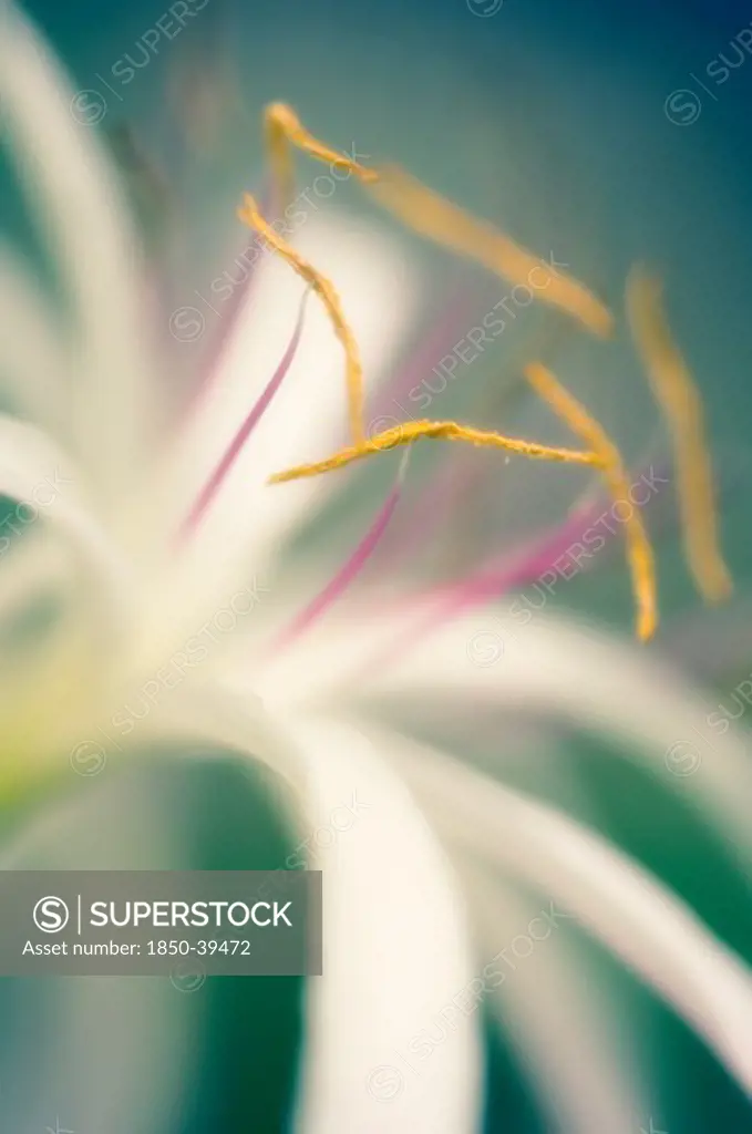 Crinum asiaticum, Spider lily