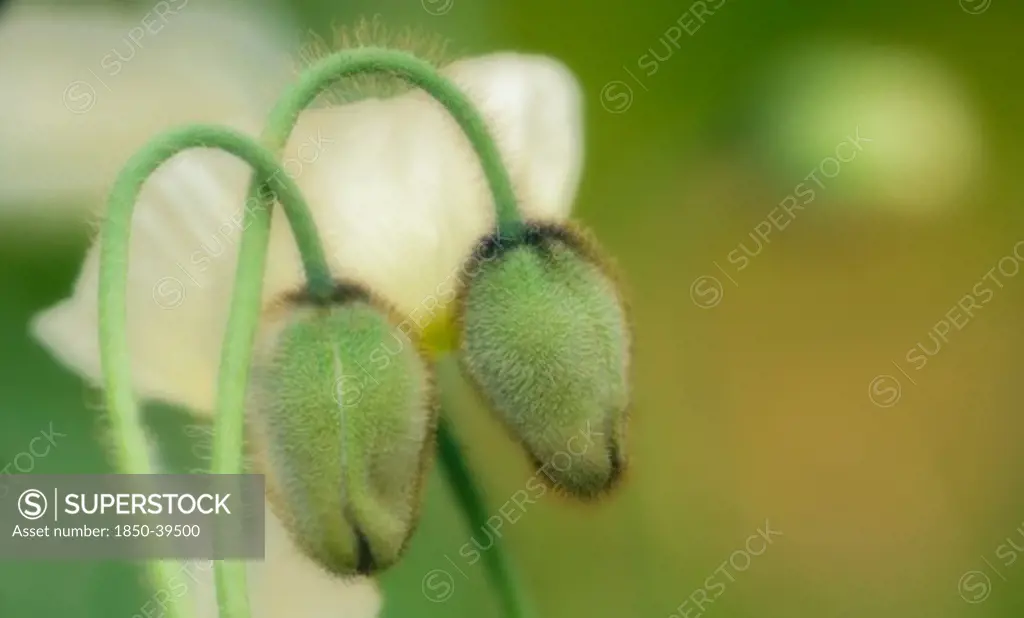 Papaver croceum, Papaver nudicale, Poppy, Icelandic poppy