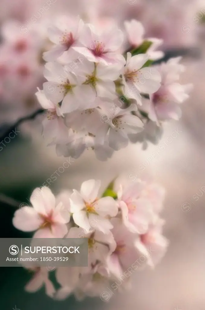 Prunus serrulata, Cherry