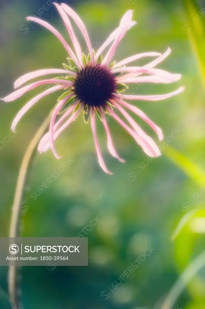 Echinacea, Echinacea, Purple coneflower