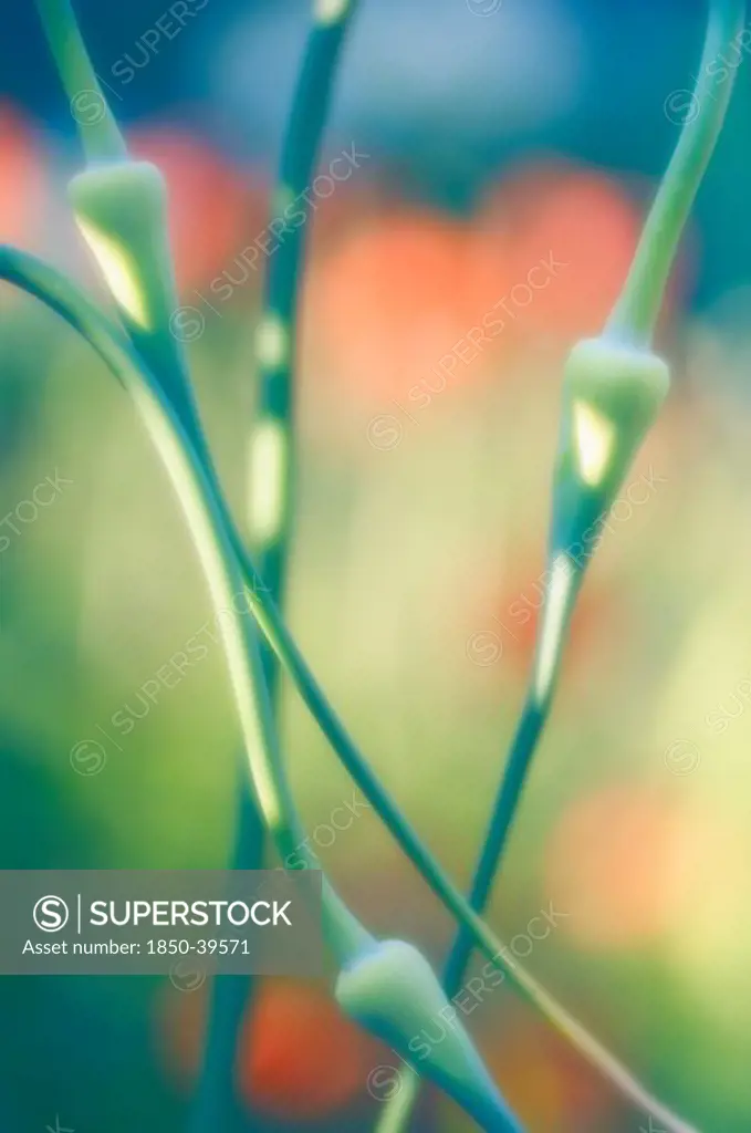 Allium sativum, Garlic