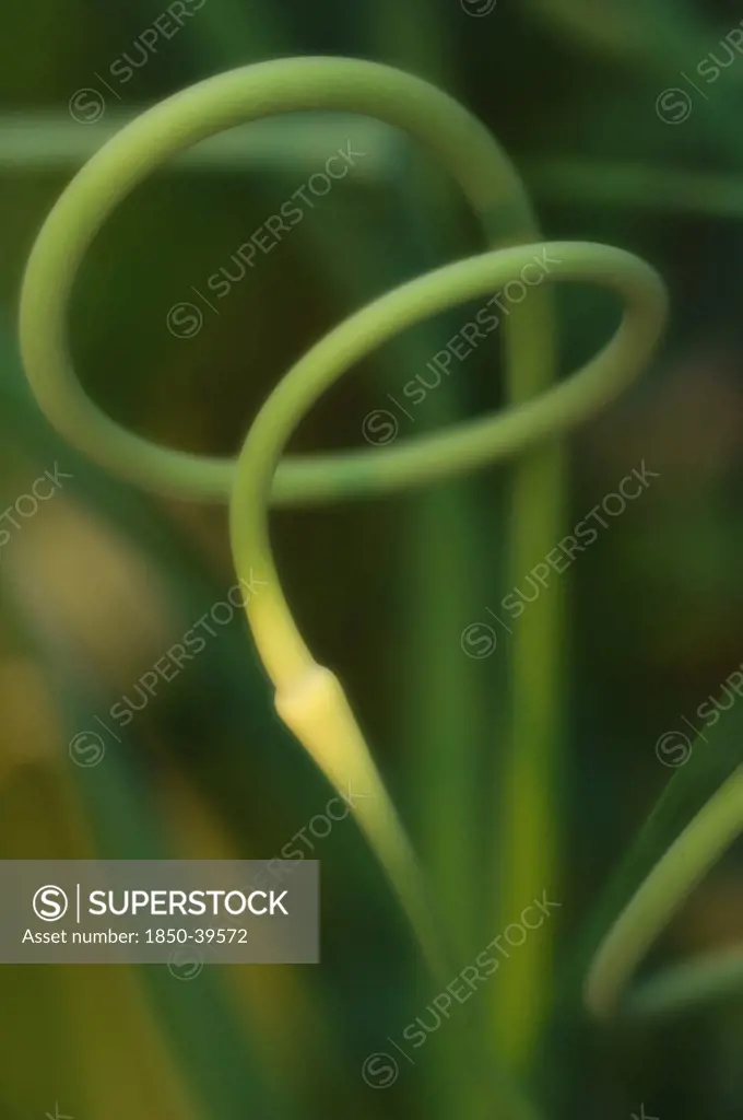Allium sativum, Garlic