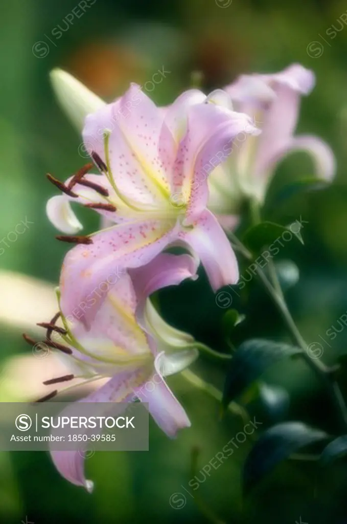 Lilium, Lily, Oriental lily