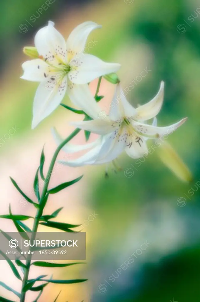 Lilium, Lily, Asiatic lily