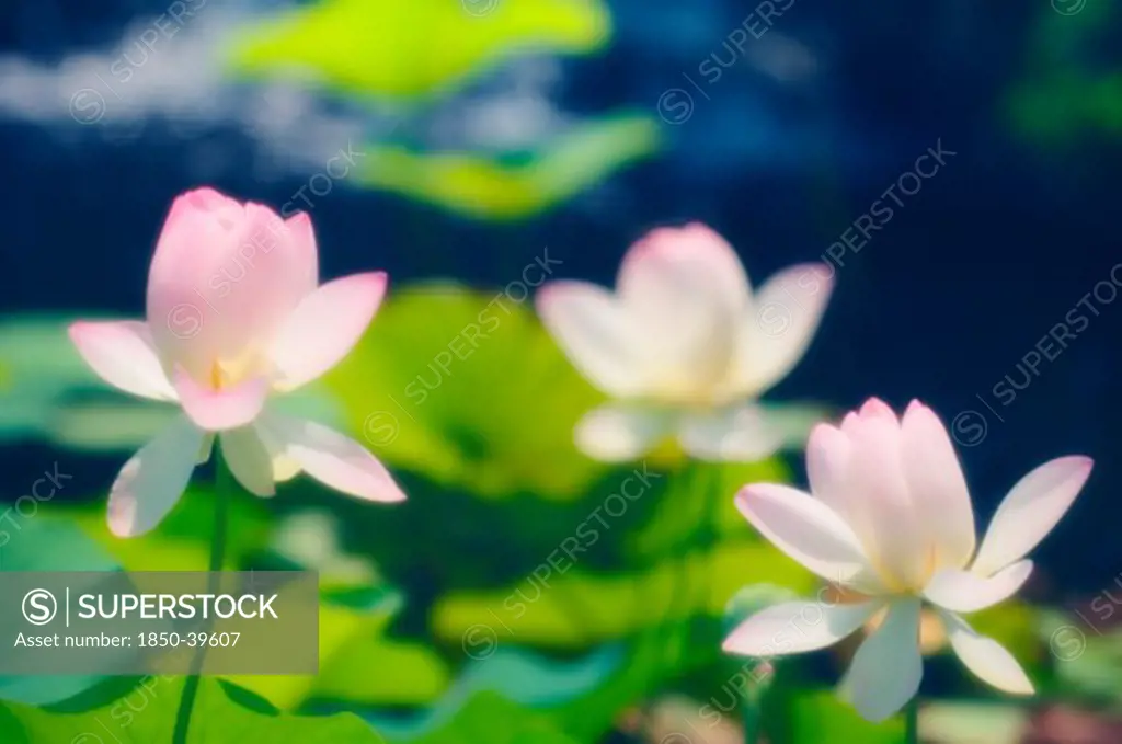 Nelumbo nucifera, Lotus, Sacred lotus