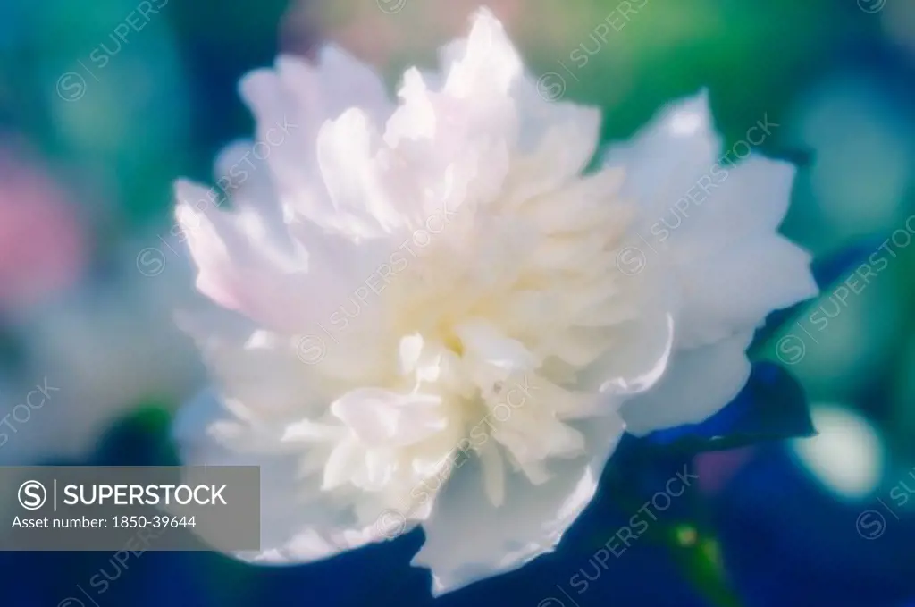 Paeonia lactiflora, Peony