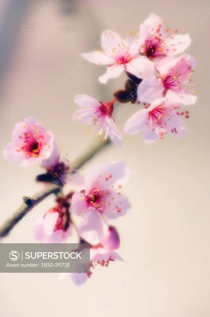 Prunus cerasifera, Cherry plum