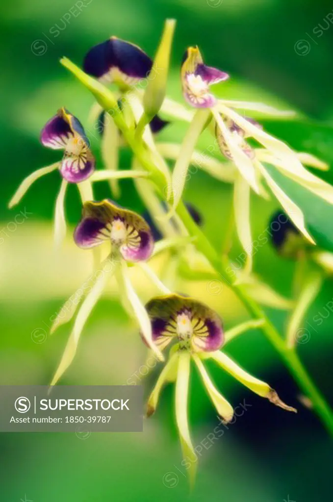 Encyclia cochleata, Orchid