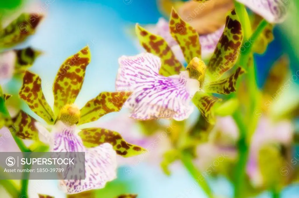 Zygopetalum, Orchid