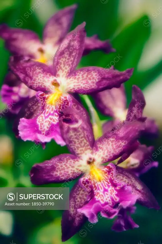 Beallara marfitch 'Howard's dream', Orchid