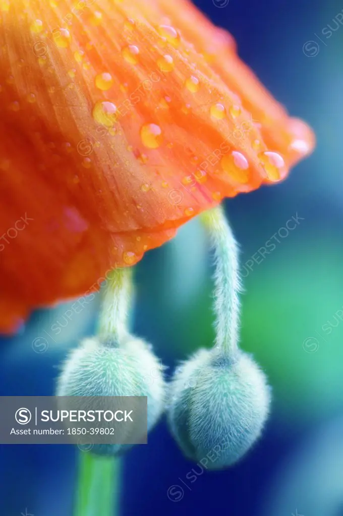 Papaver croceum, Papaver nudicale, Poppy, Icelandic poppy