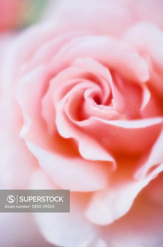Rosa, Rose