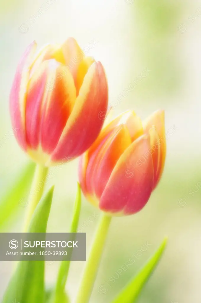 Tulipa, Tulip