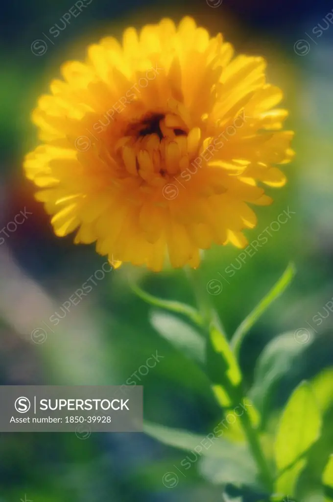 Calendula officinalis, Marigold