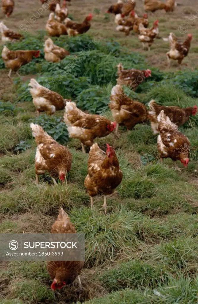 Agriculture, Livestock, Poultry, Free Range Hens Roaming In A Field.