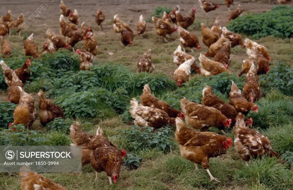Agriculture, Farming, Poultry, Free Range Chickens Roaming Field.