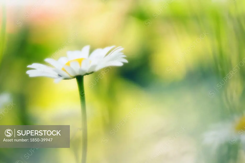 Leucanthemum x superbum 'Phyllis Smith', Daisy, Ox-eye daisy