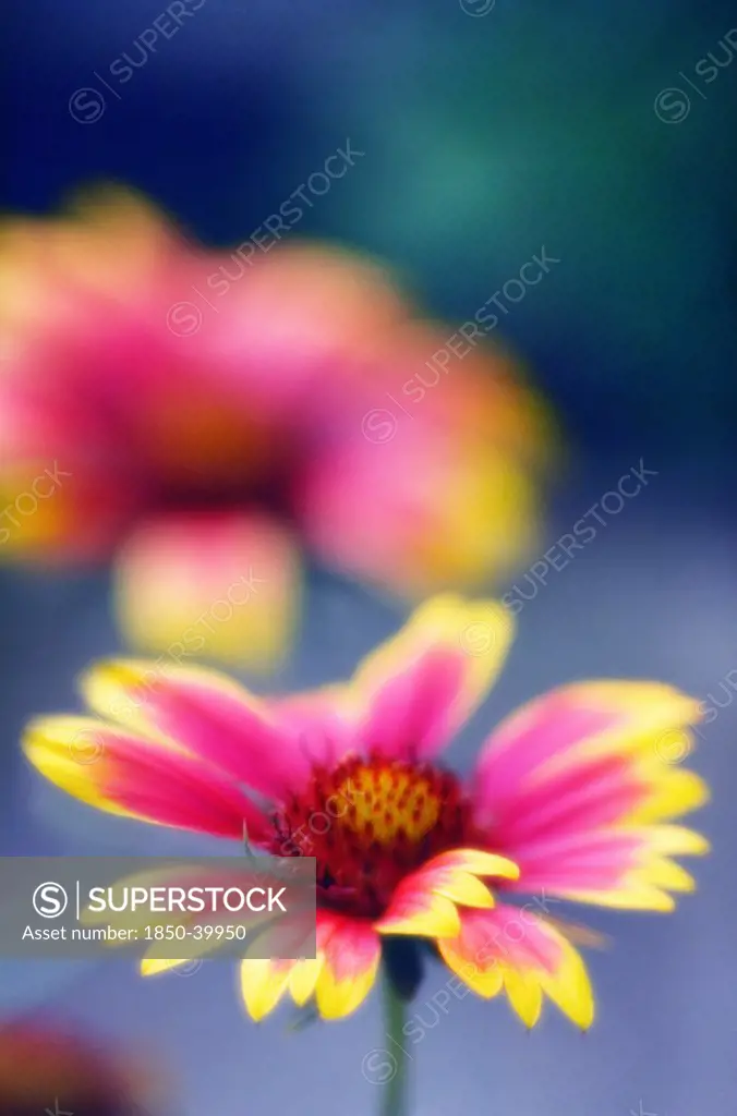 Gaillardia pulchella, Blanket flower