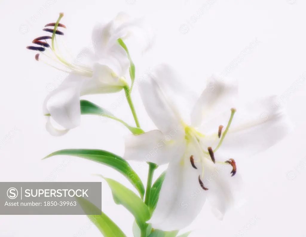 Lilium, Lily, Oriental lily