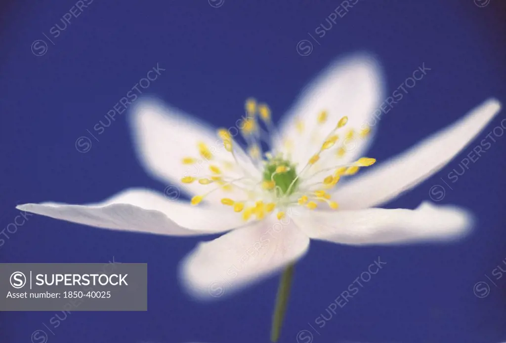 Anemone nemorosa, Anemone, Wood anemone