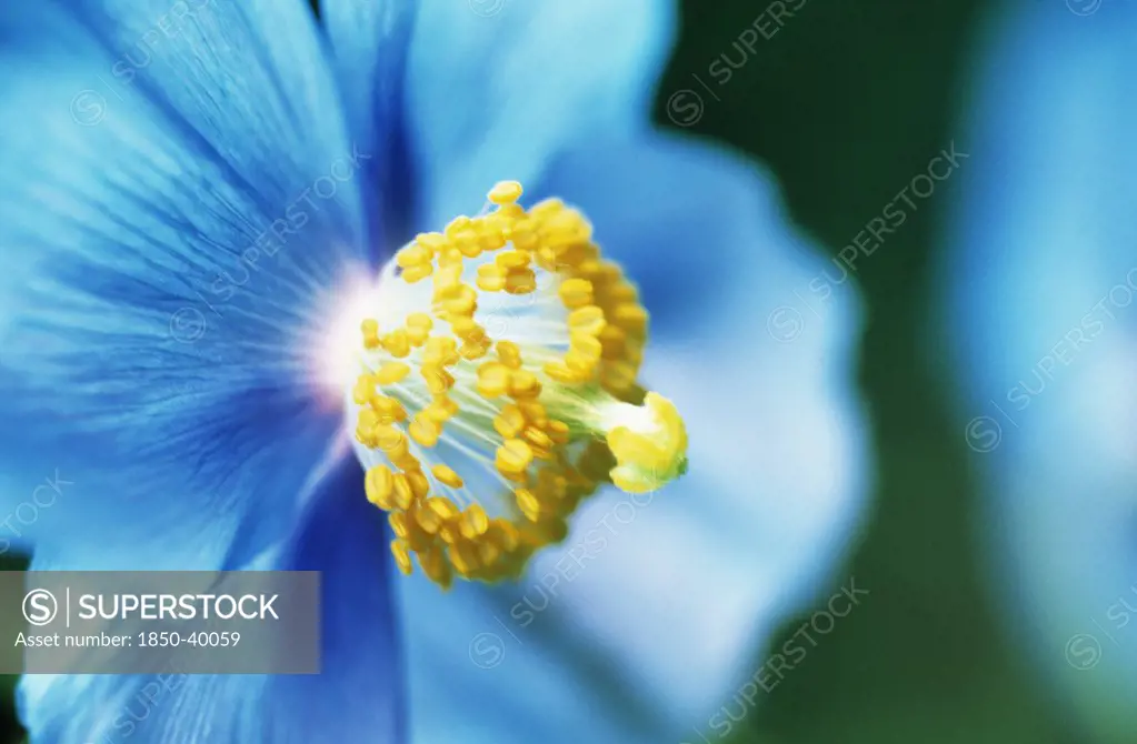 Meconopsis grandis, Himalayan blue poppy