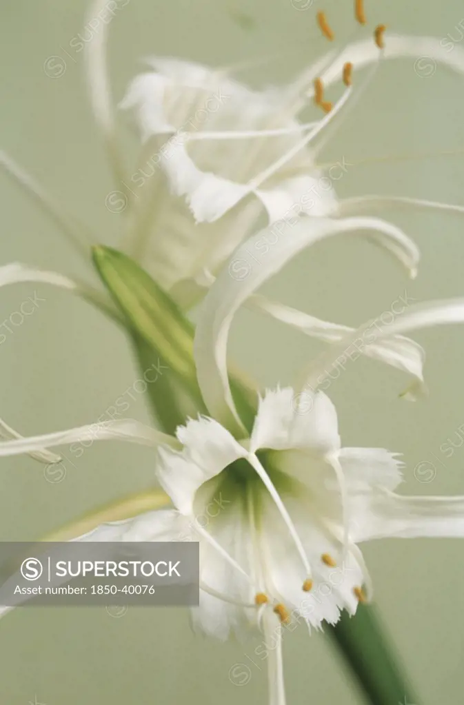 Hymenocallis narcissiflora, Peruvian daffodil