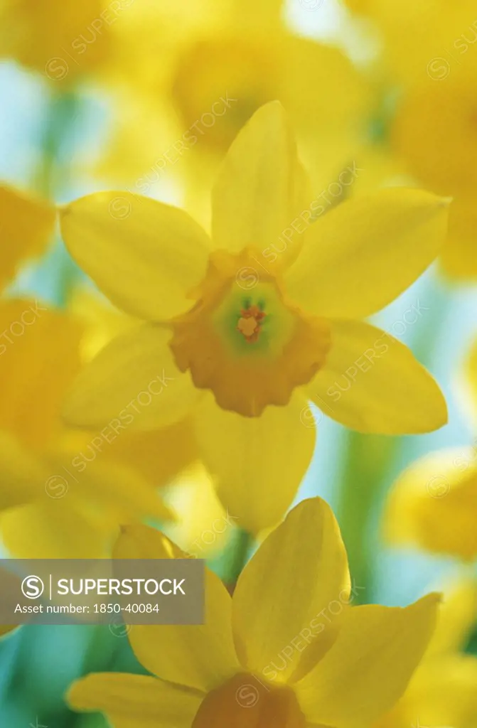 Narcissus, Daffodil