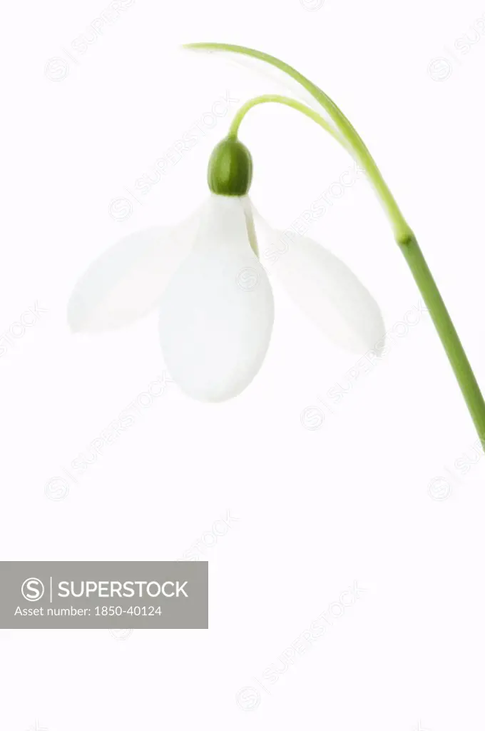 Galanthus nivalis, Snowdrop