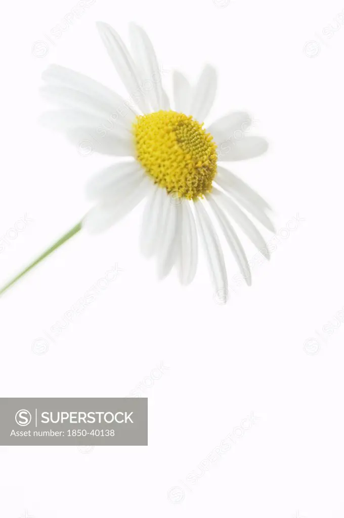 Argyranthemum frutescens, Daisy