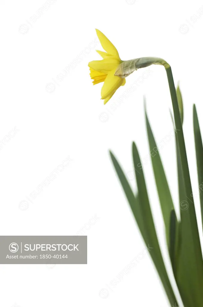 Narcissus 'Jetfire', Daffodil