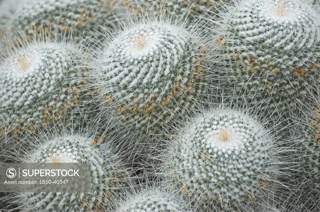 Mammilaris geminospima, Cactus, Pincushion cactus