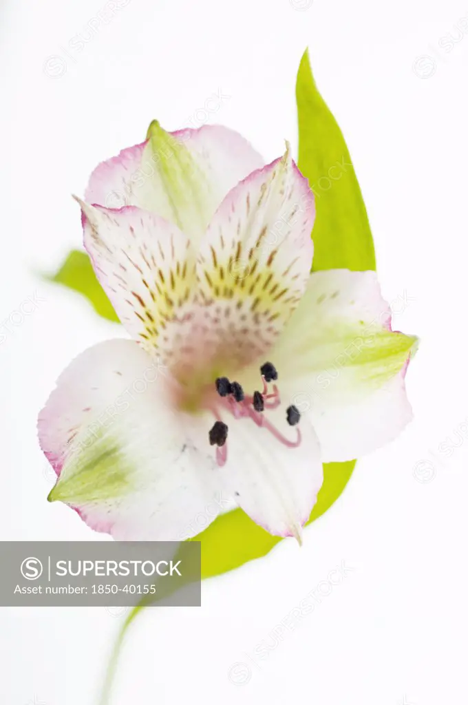 Alstroemeria, Alstroemeria, Peruvian lily