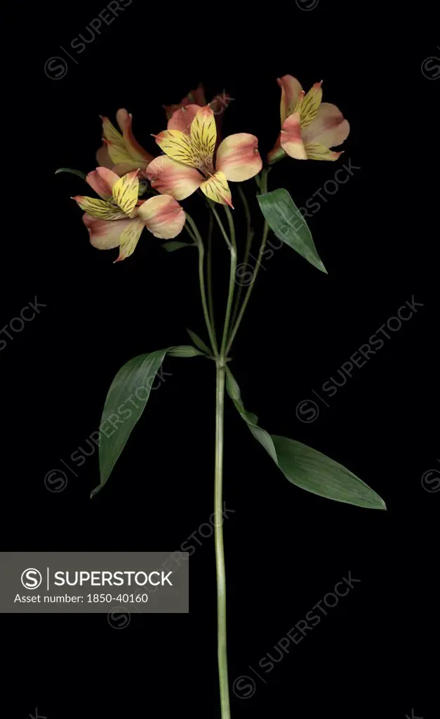Alstroemeria, Alstroemeria, Peruvian lily