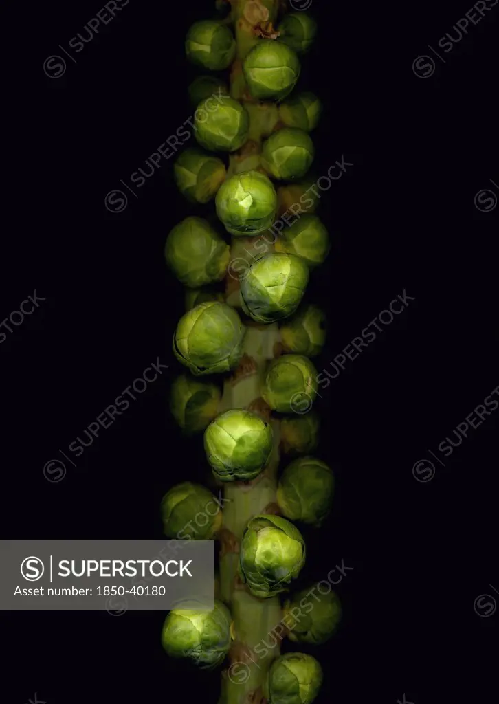 Brassica oleracea bullata, Brussel sprout