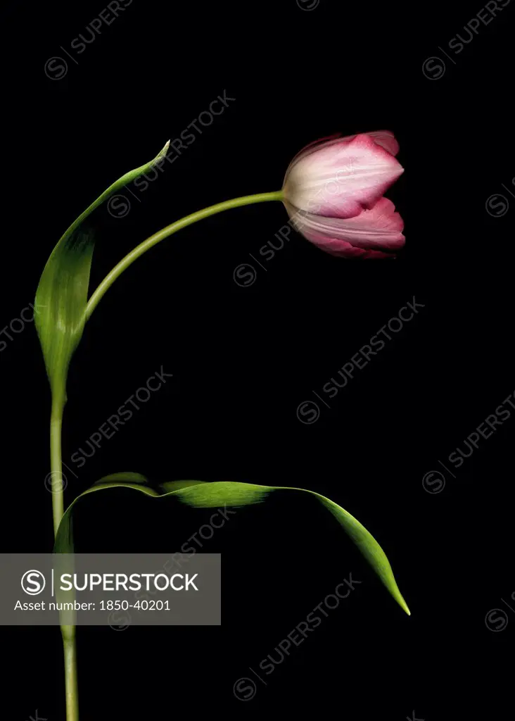 Tulipa, Tulip