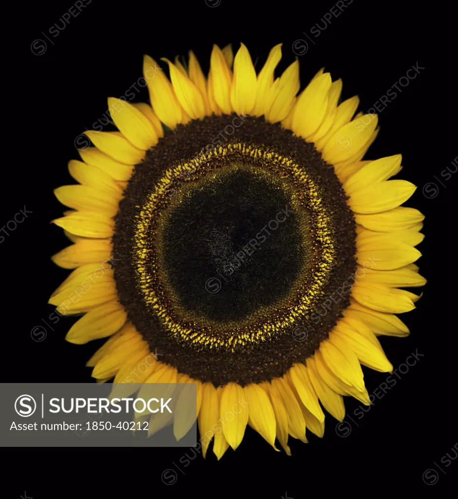 Helianthus, Sunflower