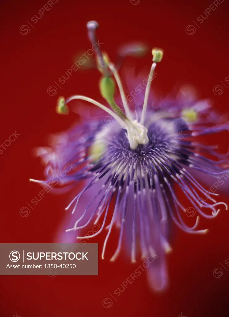 Passiflora caeruleoracemosa, Passion flower