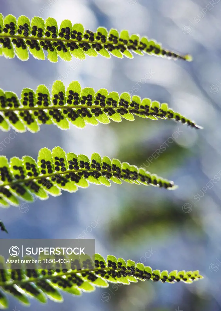 Dryopteris filix-mas, Fern, Male fern