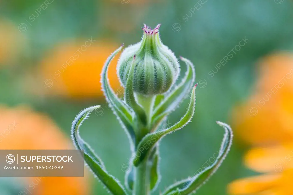 Calendula officinalis, Marigold
