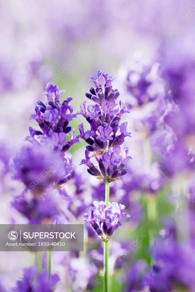 Lavandula augustifolia, Lavender