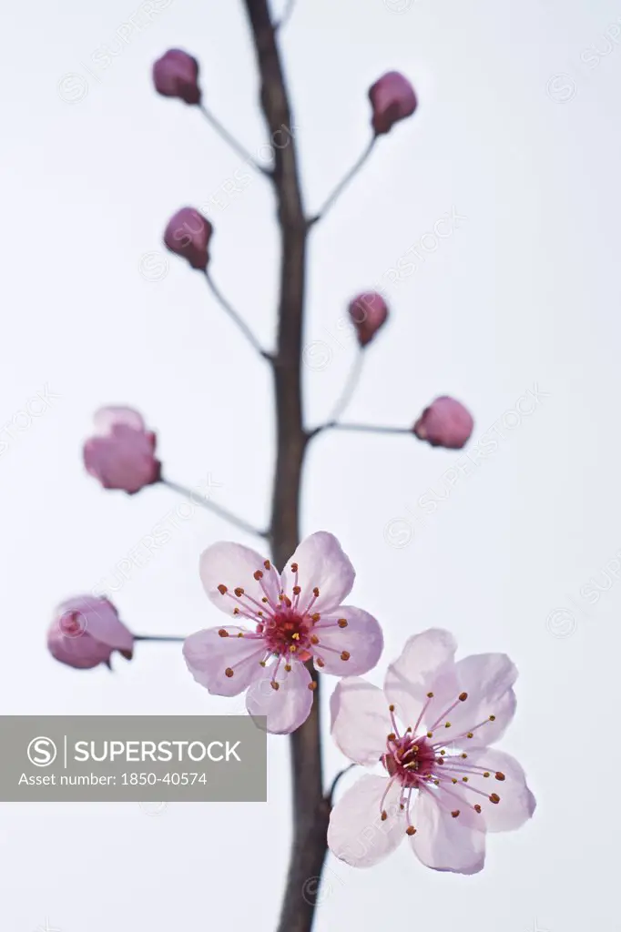 Prunus domestica, Plum