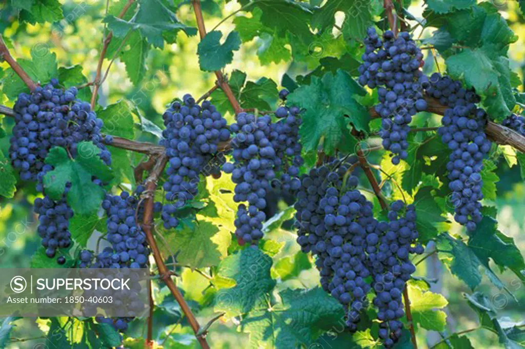 Vitis vinifera, Grape