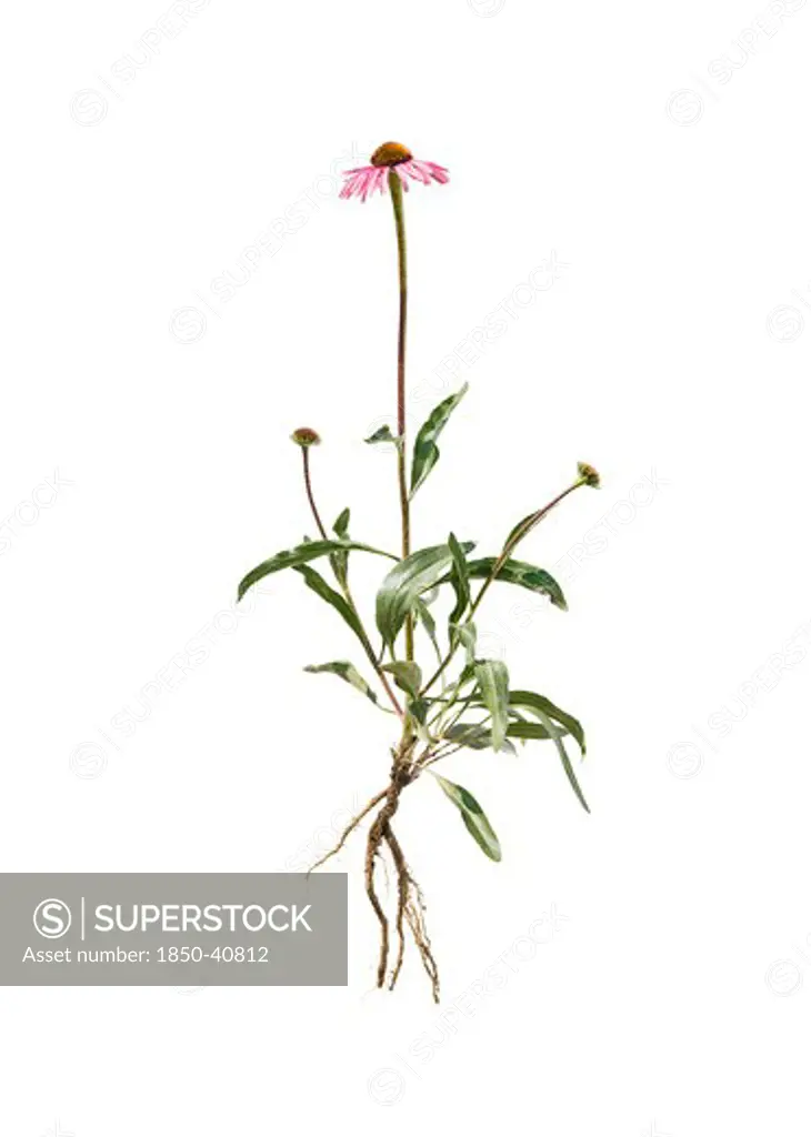 Echinacea angustifolia, Echinacea, Purple coneflower