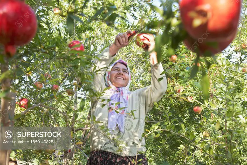 Punica, Pomegranate