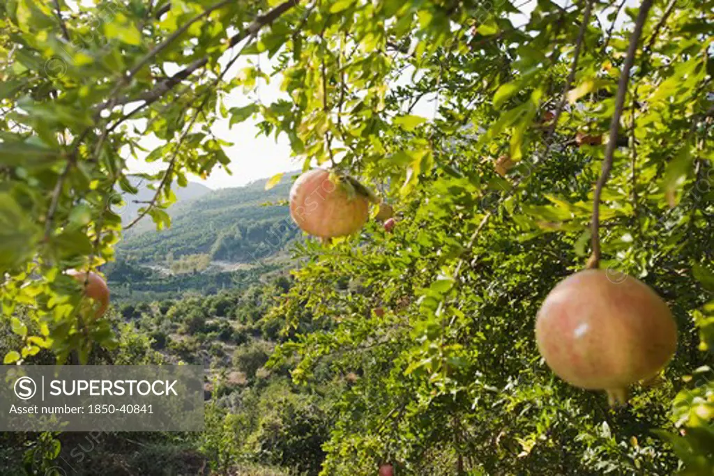 Punica, Pomegranate